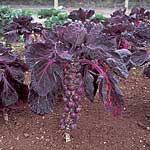 Brussels Sprout Red Delicious Plug Plants