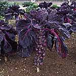 brussels Sprout Red Delicious Seeds 432816.htm