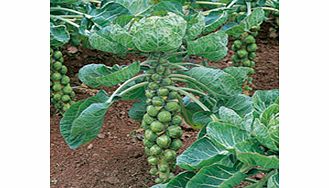 Brussels Sprout Seeds - Duo Pack