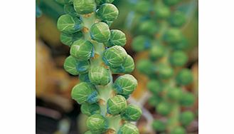Brussels Sprout Seeds - Maximus F1