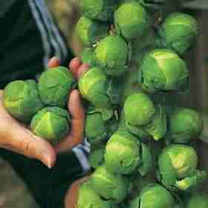 brussels Sprout Trafalgar F1 Seeds