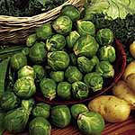 Brussels Sprout Wellington F1 Seeds 432794.htm