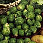 Brussels Sprout Wellington F1 Seeds