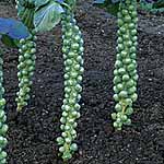 brussels Sprouts Breeze F1 Seeds 432832.htm