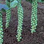 brussels Sprouts Breeze F1 Seeds