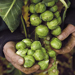 brussels Sprouts Brigitte F1 Seeds