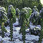 brussels Sprouts Cumulus F1 Seeds 432964.htm