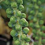 brussels Sprouts Maximus F1 Seeds 432876.htm