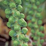 brussels Sprouts Maximus F1 Seeds