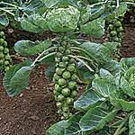 Sprouts Montgomery F1 Seeds 432891.htm