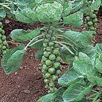 brussels Sprouts Montgomery F1 Seeds