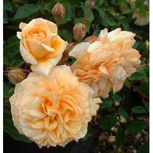Buff Beauty Hybrid Tea Rose
