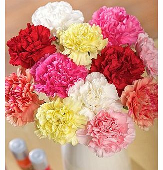 Bunches 12 Classic Carnations Bouquet with Free Delivery and Chocolates