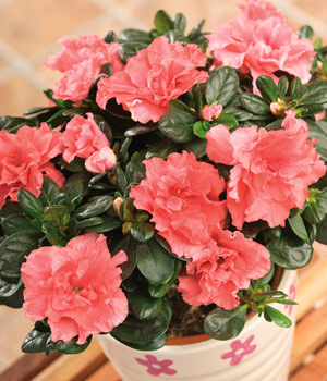 Bunches Azalea Plant