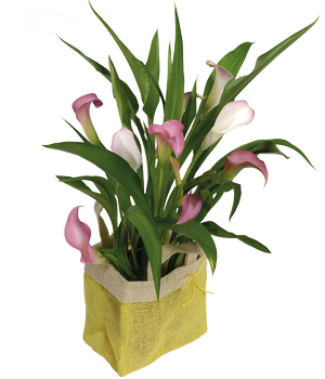 Bunches Calla Lily