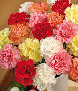 Bunches.co.uk 20 Classic Carnations FC20