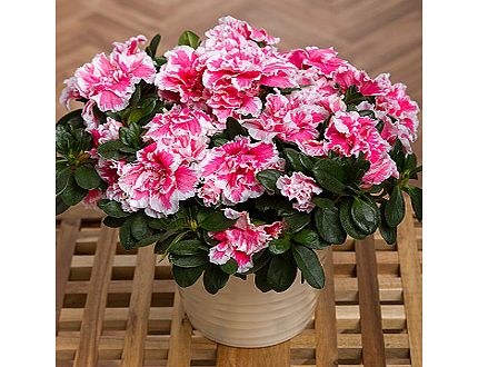 Bunches.co.uk Azalea Plant PAZAP