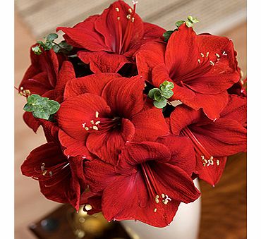 Bunches.co.uk Christmas Amaryllis XAMAR