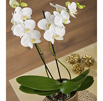 Bunches.co.uk Christmas Orchid XWPHA