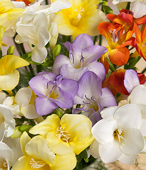 Bunches.co.uk Fragrant Freesias XL FF30