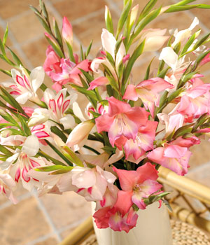 Bunches.co.uk Gladioli