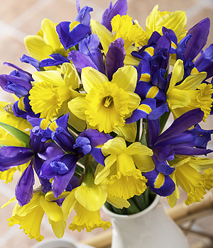 Bunches.co.uk Iris and Daffodils FIRIS