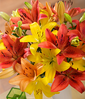 Bunches.co.uk Luxury Lilies FMLXA
