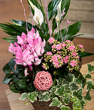 Flower Baskets on Flowers And Flower Delivery Bunches Azalea P   Cheap Offers  Reviews