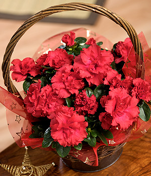 Bunches.co.uk Red Azalea Basket XAZAB