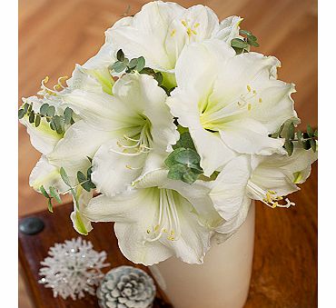 Bunches.co.uk White Christmas Amaryllis XWAM