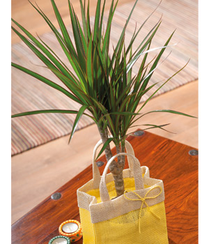 Bunches Draceana Marginata