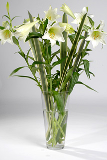 Bunches Longiflorum Lilies