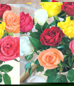 Bunches Mixed Roses
