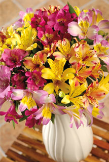 Bunches Rainbow Alstroemeria