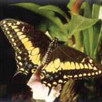 Butterfly Farm - From San Jose Butterfly Farm Tour