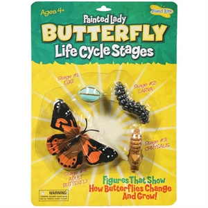 Butterfly Life Cycle Stages
