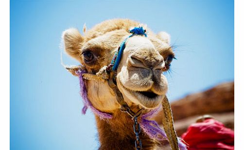 Camel Riding in Tenerife