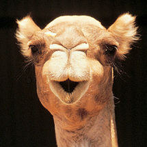 Camel to Dinner - Adult