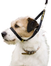 Canny Dog Company Canny Dog Collar