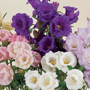 Canterbury Bell Cup and Saucer Mix Seeds