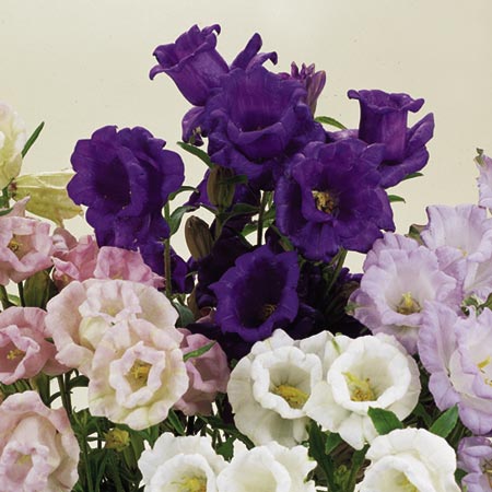 Canterbury Bell Cup and Saucer Seeds Average