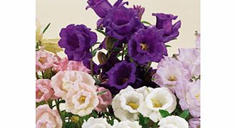 Canterbury Bell Seeds - Cup and Saucer Mixed