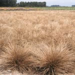 Carex Curly Whirly Seeds 425037.htm