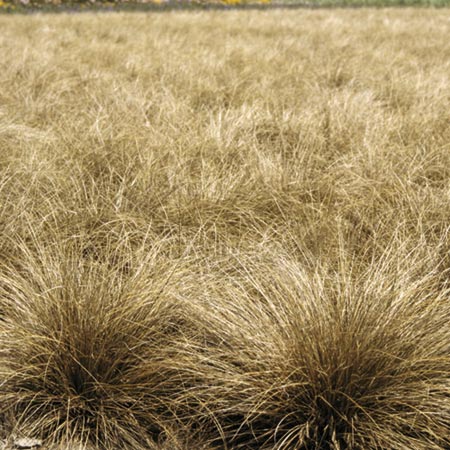 Carex Curly Whirly Seeds Average 85 seeds