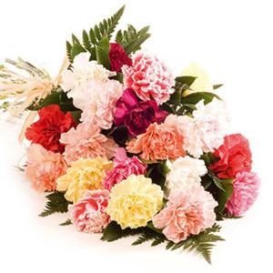 Carnation Celebration - Flowers by Post