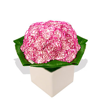 Carnation Cube - flowers