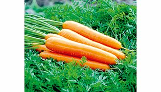 carrot Artemis F1 Seeds