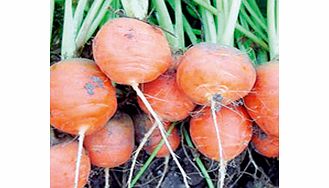 carrot Atlas Seeds