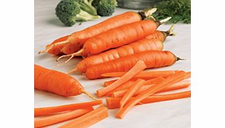 carrot Early Nantes 5 Seeds