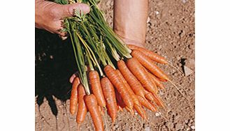 carrot Ideal Seeds